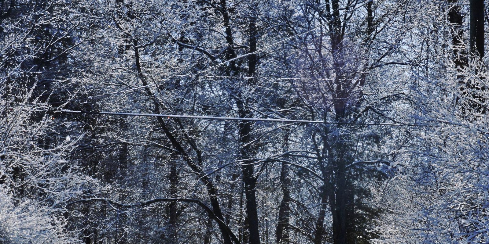 A wet dirt road cuts through frost-coated trees under deep blue winter light