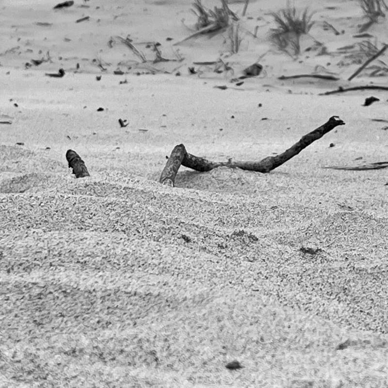 Black and white driftwood sticks jut from a sandy dune with wispy beach grass behind