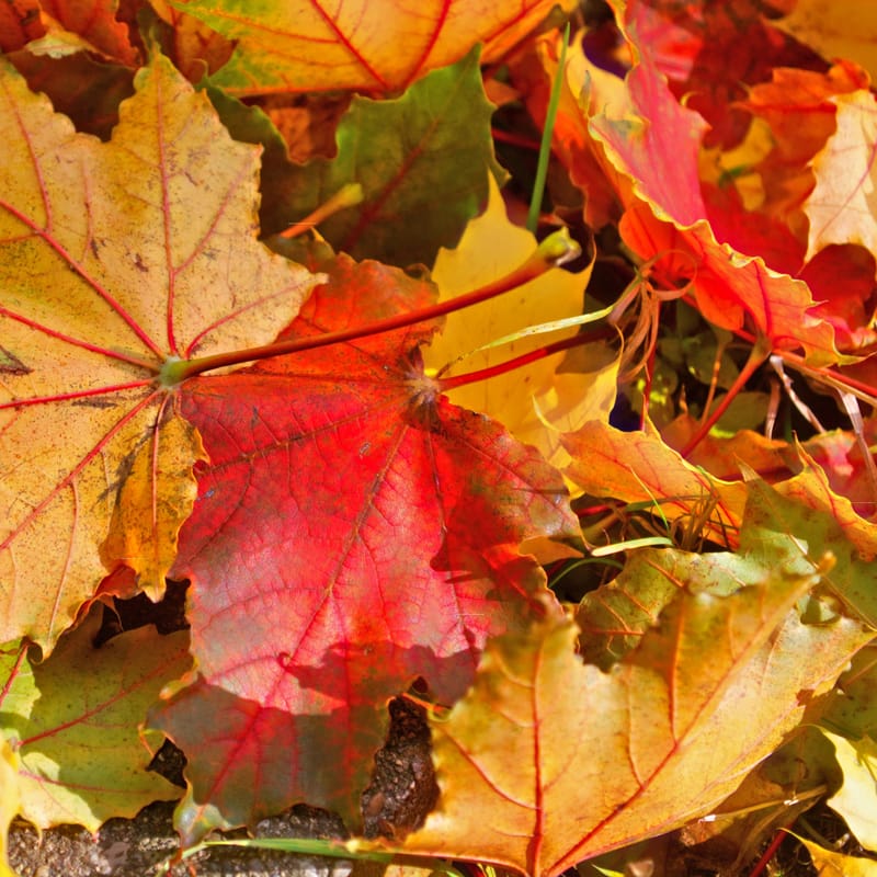 Maple leaves shift from gold to crimson, red veins glowing in sunlight