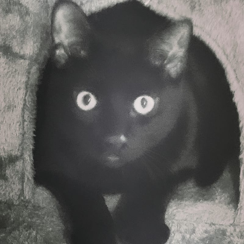 Black cat's face in tight close-up, large reflective eyes, soft blurred fur