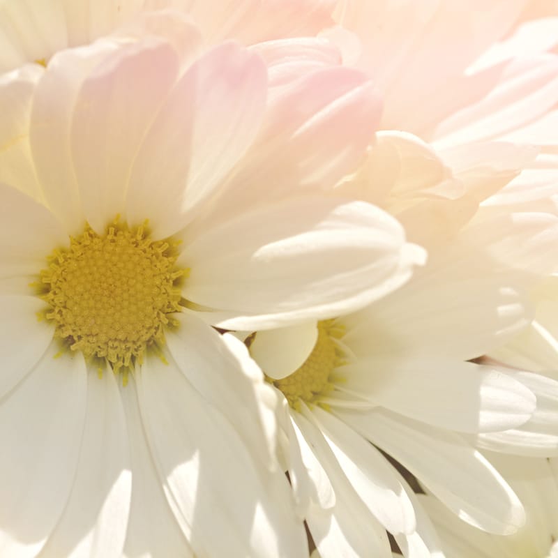 Layered white and blush daisy petals glow around golden centers in soft warm light