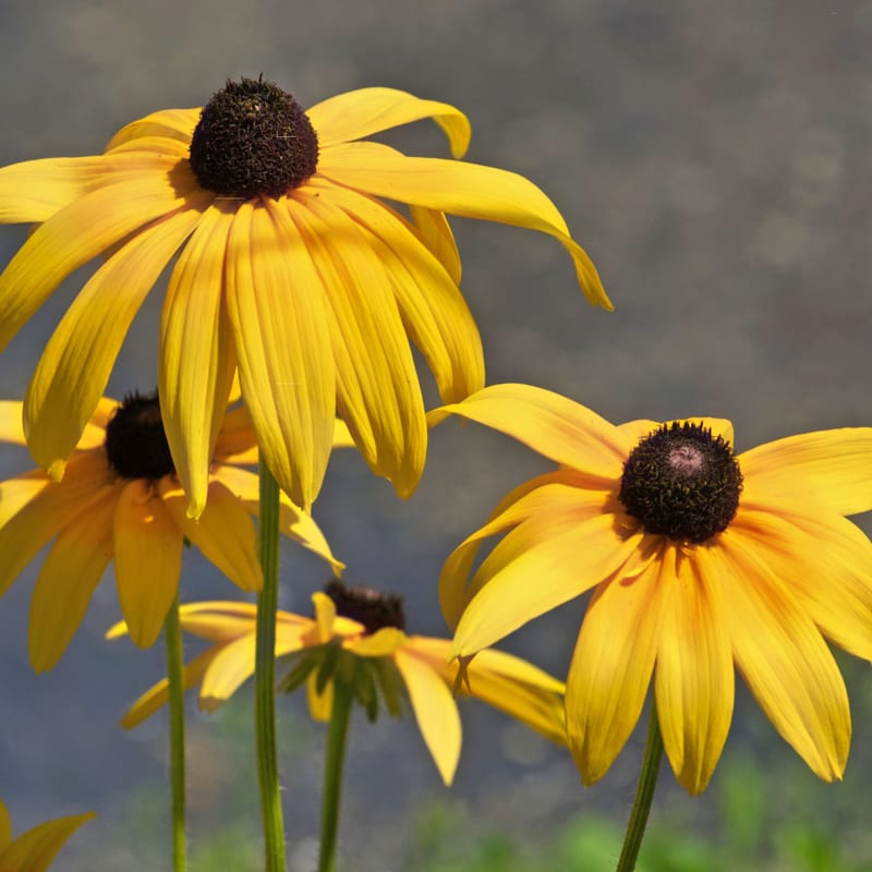 Cluster of yellow black-eyed susans with dark cones, backlit against a soft gray-blue background