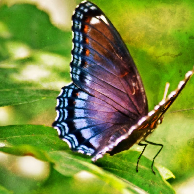 A red-spotted purple butterfly perches on a leaf, wings edged in white and blue