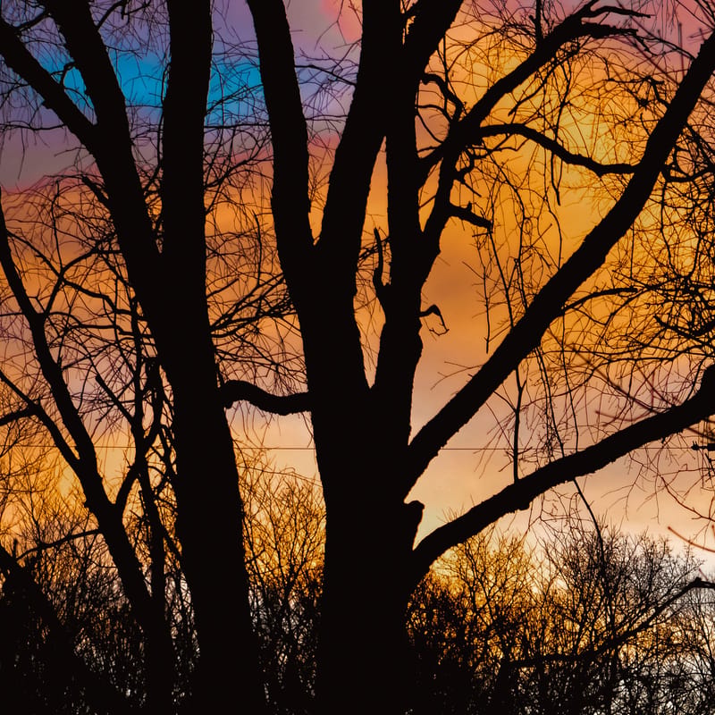 Bare tree silhouette branching against a vivid orange, purple, and blue sunset sky