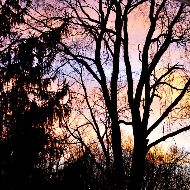 Bare tree silhouetted against a pastel pink, purple, and orange sunset sky
