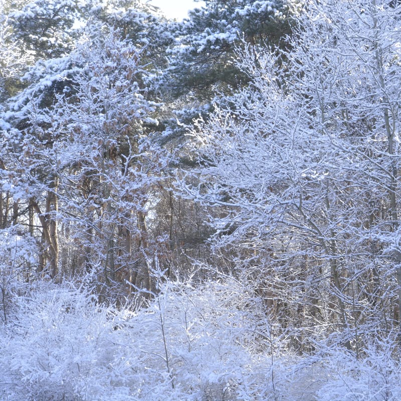 Snow-blanketed trees and bare branches in a quiet winter forest