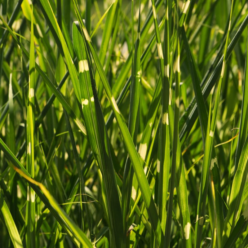 Backlit blades of variegated green and cream ornamental grass