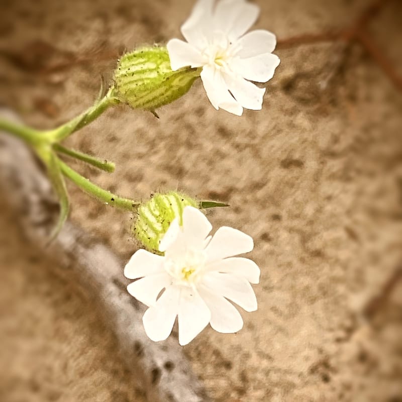 Two small white five-petaled flowers with green buds on a branch, soft tan background