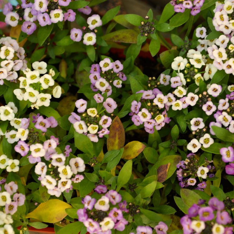 Carpet of tiny white and purple sweet alyssum blossoms crowding among green leaves