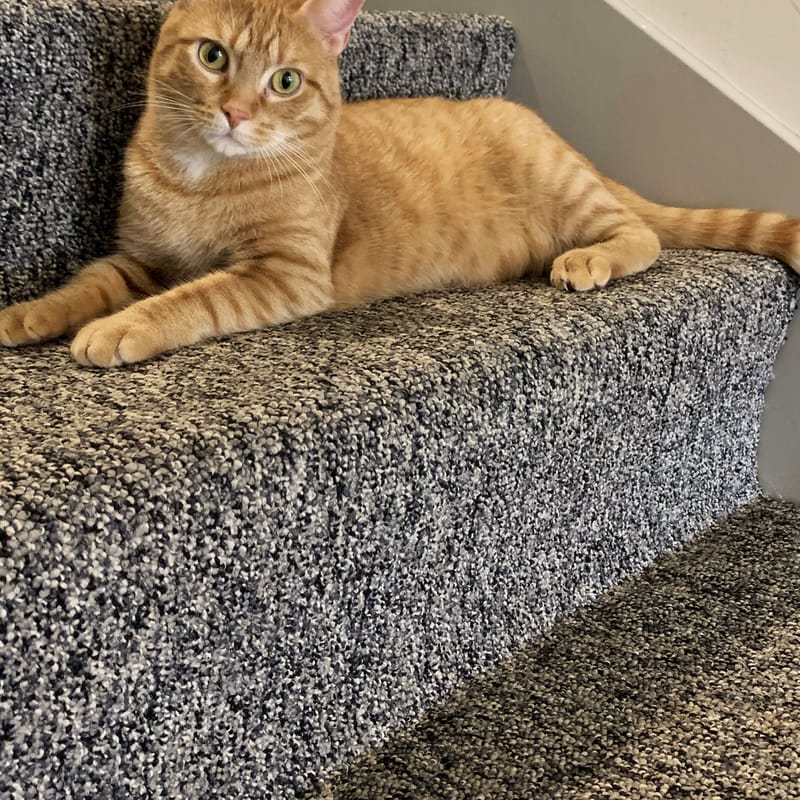 Orange tabby cat reclines on gray carpeted stairs, green eyes fixed on the camera