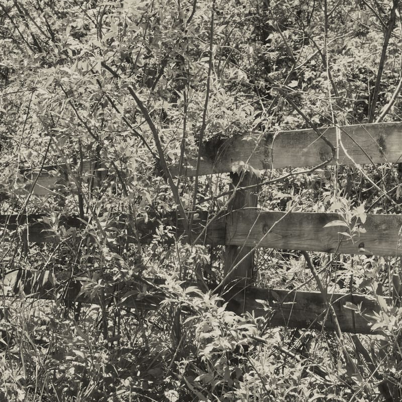 Black and white wooden rail fence nearly swallowed by overgrown brush and vines