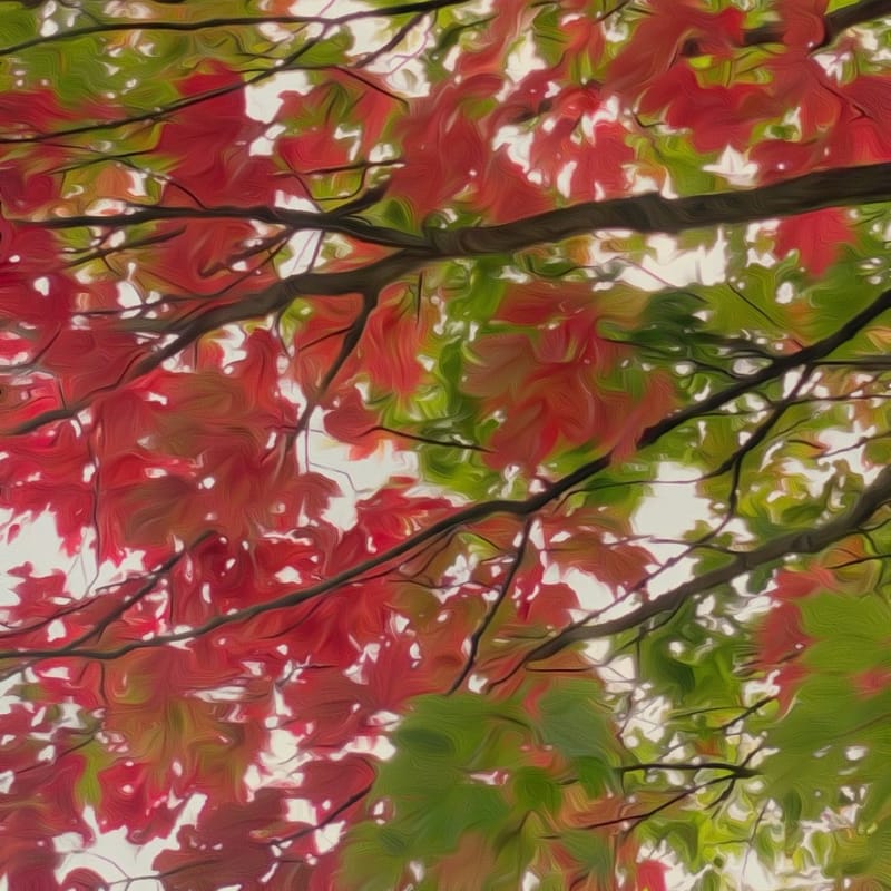 Painterly red and green maple canopy, branches crossing against bright sky