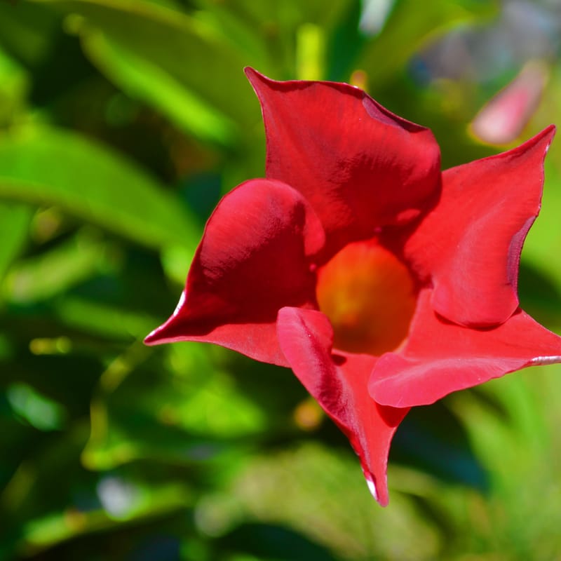 Vivid red star-shaped flower in bright sunlight against a blurred green garden background