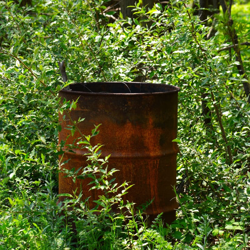 Rusted metal barrel standing amid dense green forest undergrowth and saplings