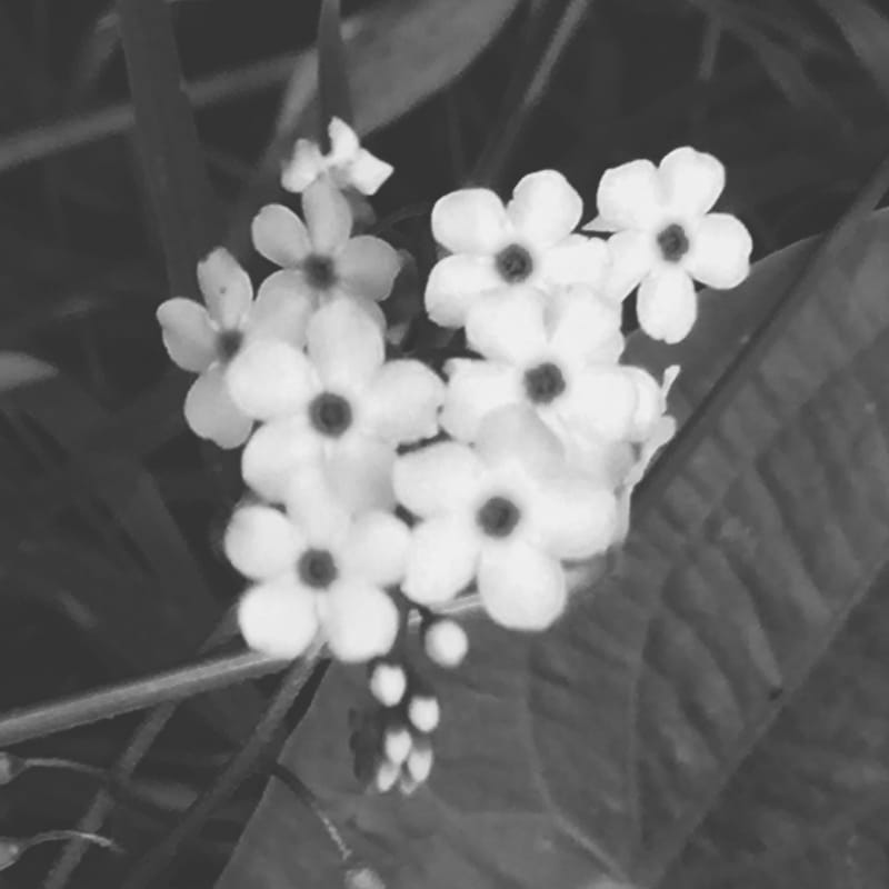 Black and white cluster of small star-shaped flowers with dark centers on a leafy vine