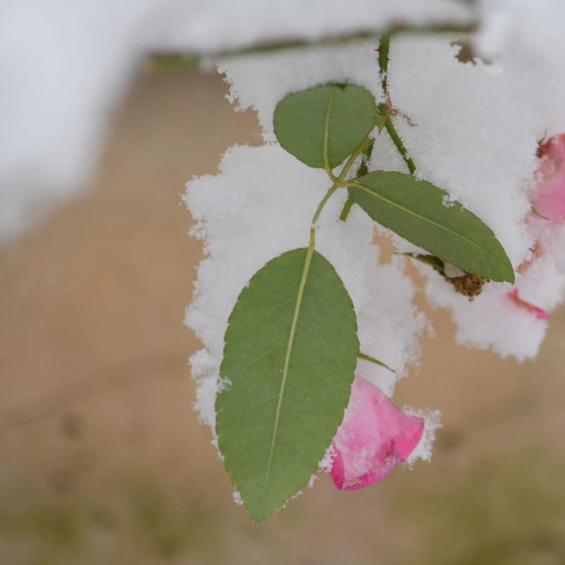 Snow-dusted green leaves and a pink rose bloom, fresh snow clinging to the petals