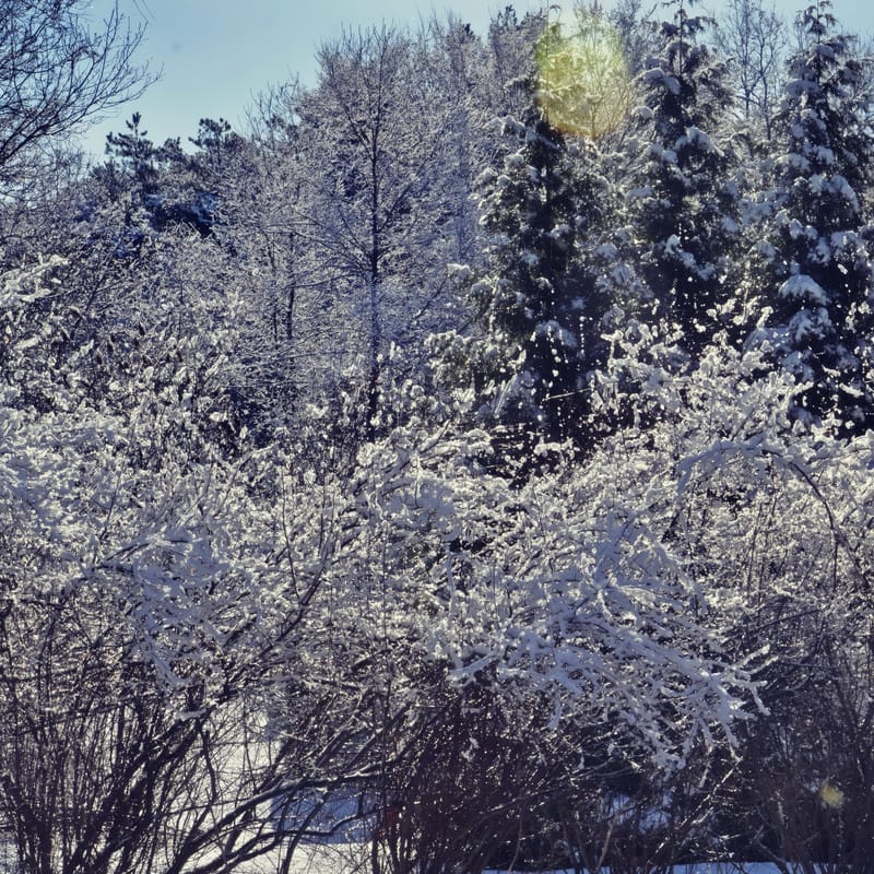 Sun-flared winter forest of evergreen and bare trees blanketed in fresh snow under a blue sky