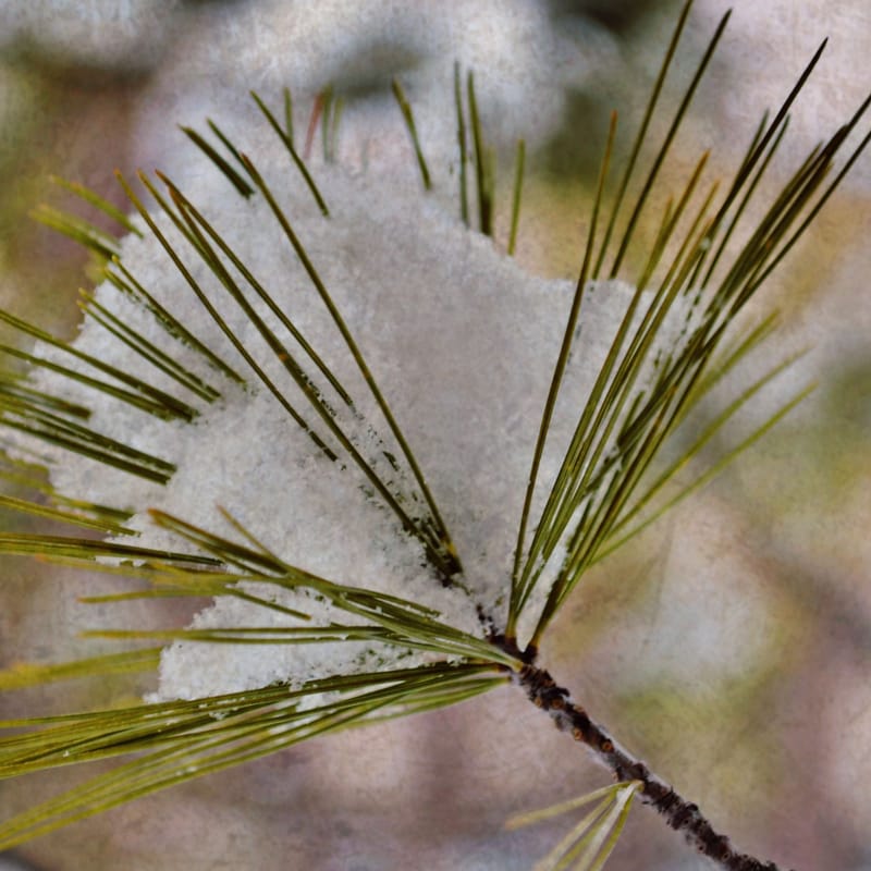 Green pine needles fan out from a branch under a patch of clinging snow, soft blurred backdrop