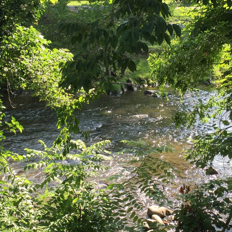 Sunlit stream glimpsed through hanging green leaves, water sparkling over scattered rocks