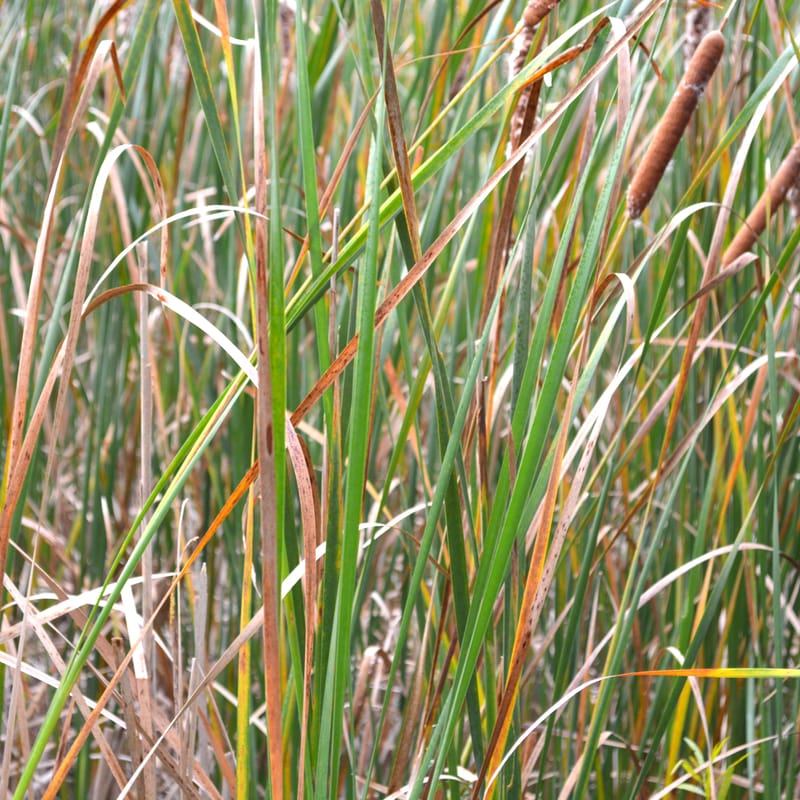 Dense green and golden-brown cattails and reed grass fill the frame in dappled light