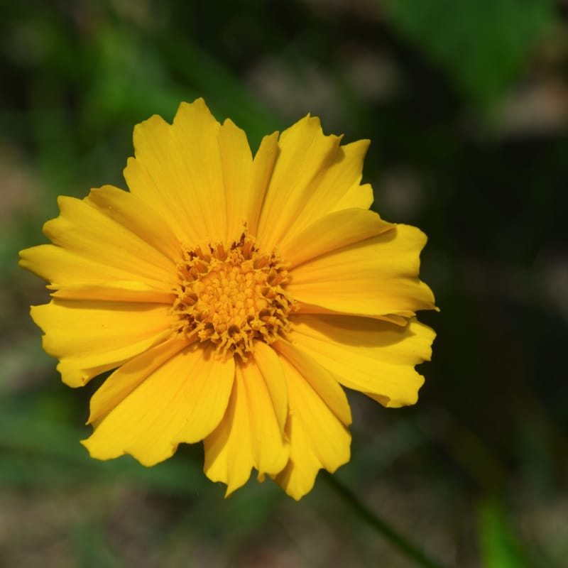 A single yellow coreopsis flower with a dark center stands against soft green bokeh