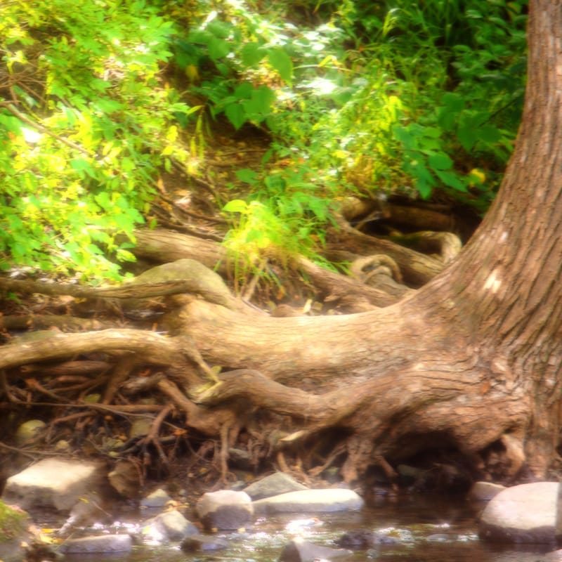 Gnarled tree roots sprawl across a sunlit streambed, warm golden light glowing through bark