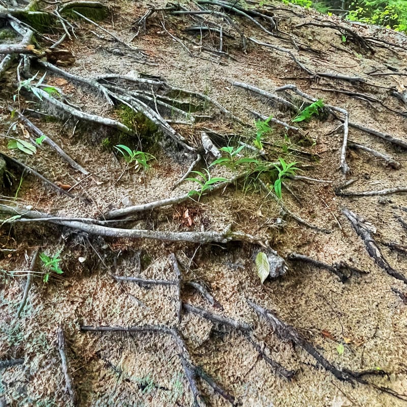 Exposed tangle of pale tree roots crosses a bare forest slope with small green sprouts pushing through