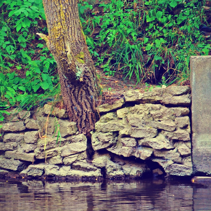 A tree trunk rises from a mossy stacked-stone riverbank wall, still water below