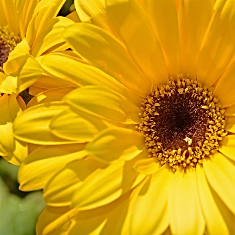 Bright yellow daisy petals radiate from a dark brown center, filling the frame