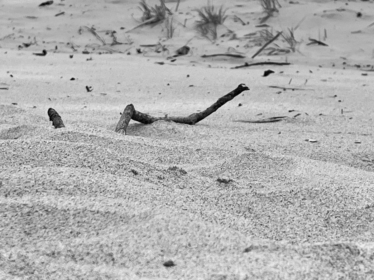Black and white driftwood sticks jut from a sandy dune with wispy beach grass behind