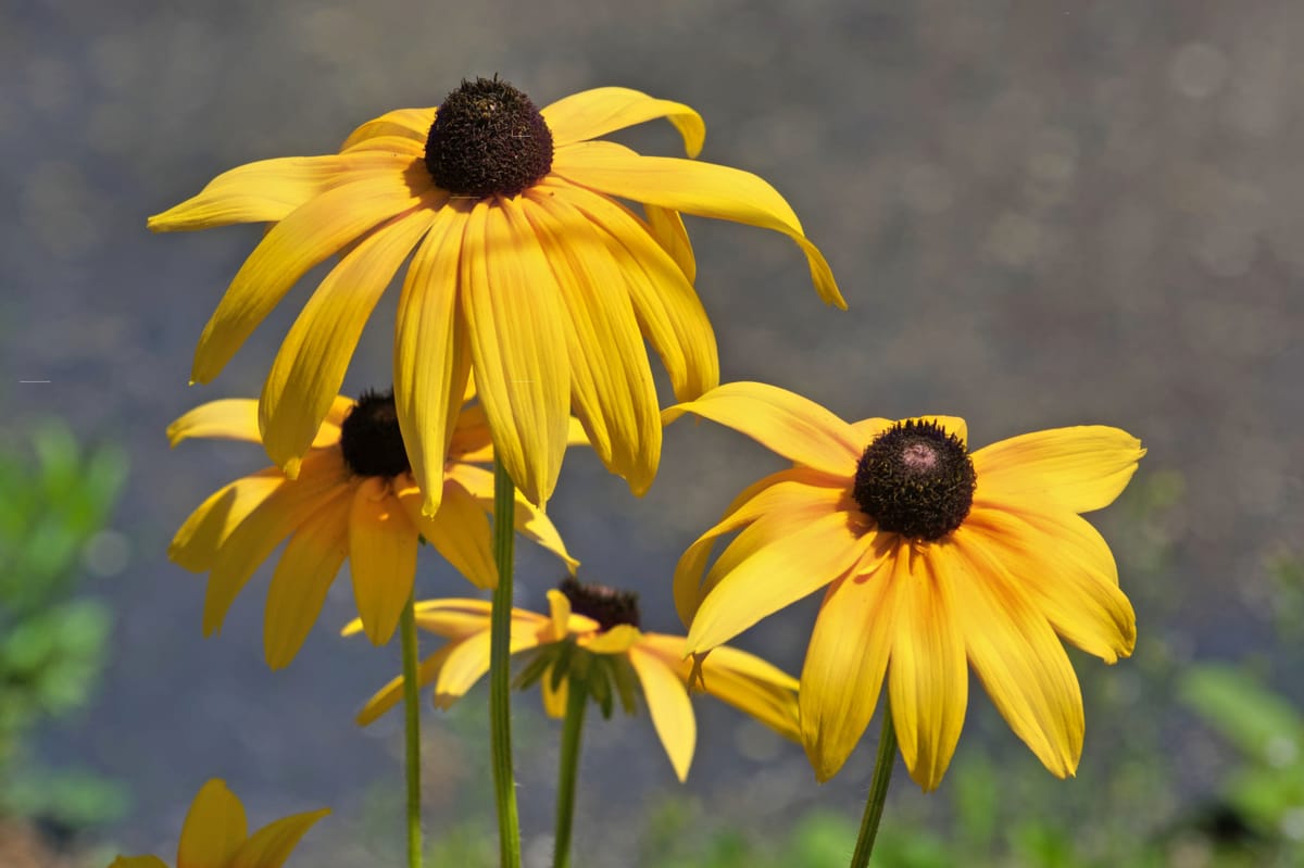 Cluster of yellow black-eyed susans with dark cones, backlit against a soft gray-blue background