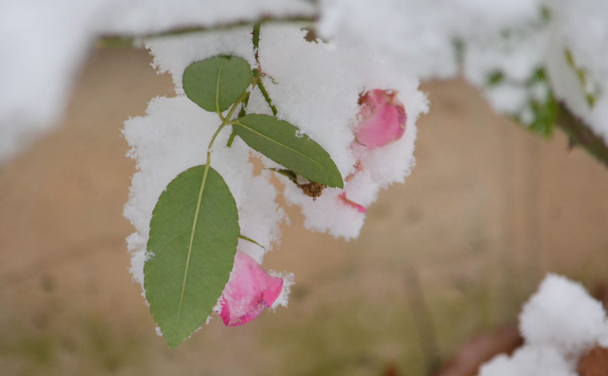 Snow-dusted green leaves and a pink rose bloom, fresh snow clinging to the petals
