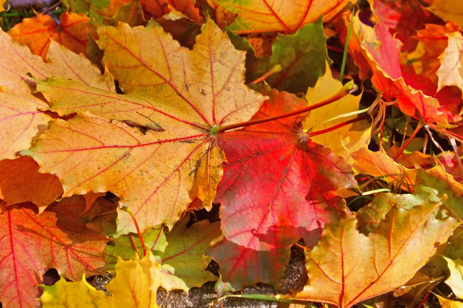 Maple leaves shift from gold to crimson, red veins glowing in sunlight