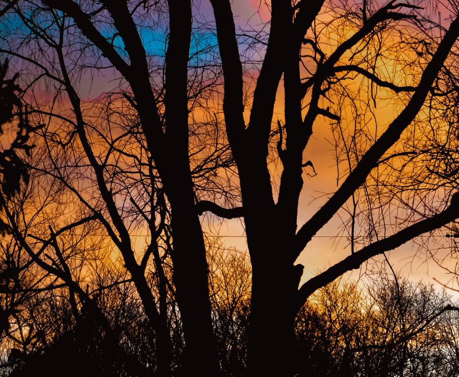 Bare tree silhouette branching against a vivid orange, purple, and blue sunset sky