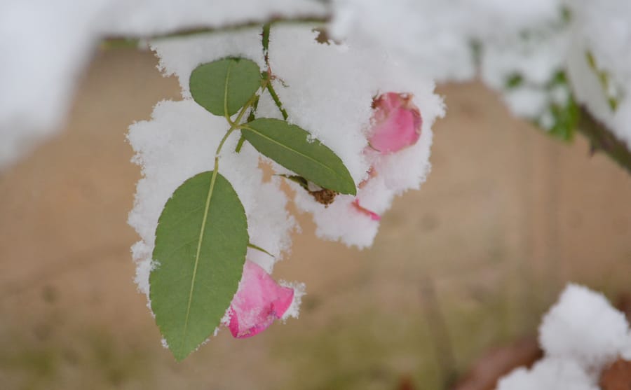 Snow-dusted green leaves and a pink rose bloom, fresh snow clinging to the petals